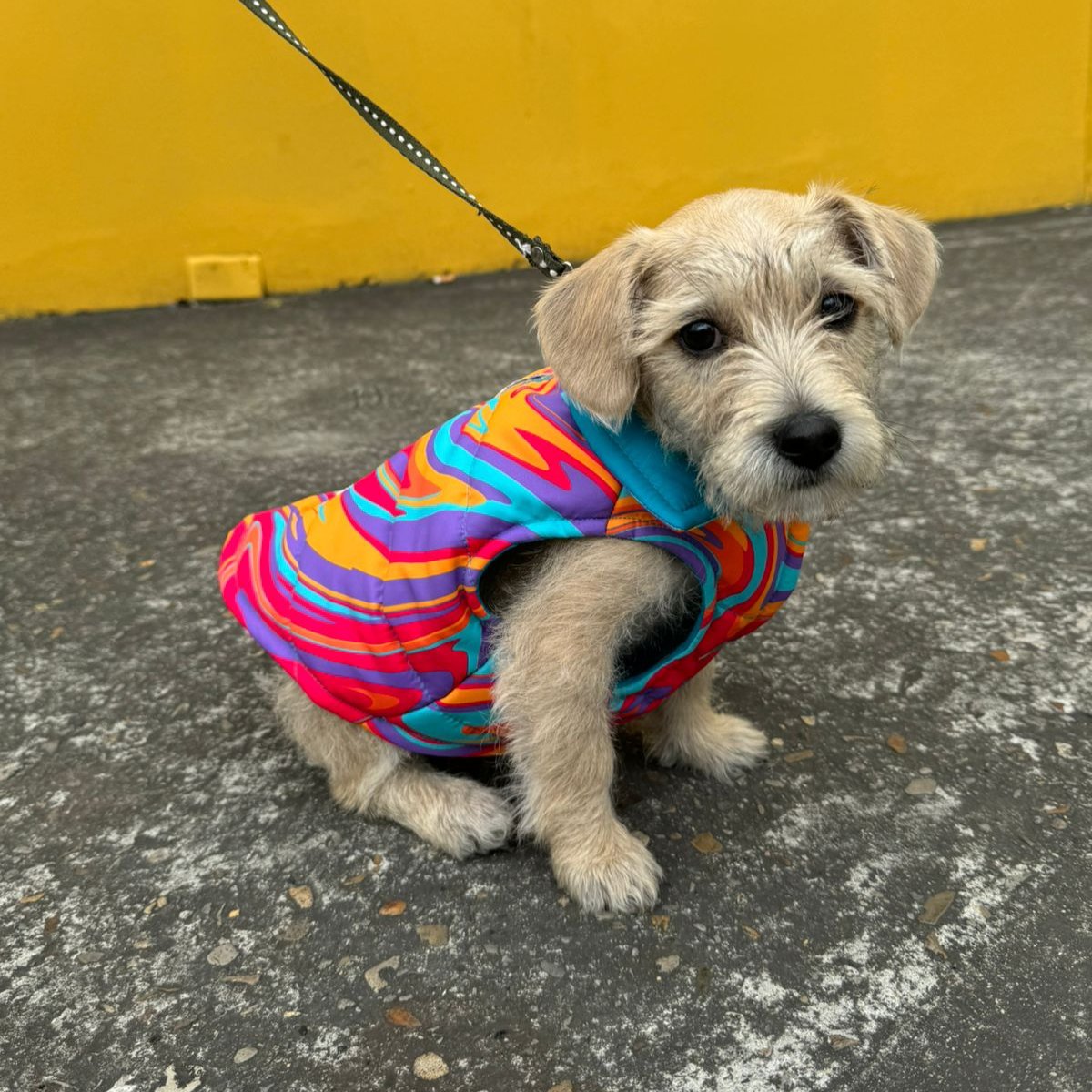 Chaleco Mascota Psychedelic Tropical