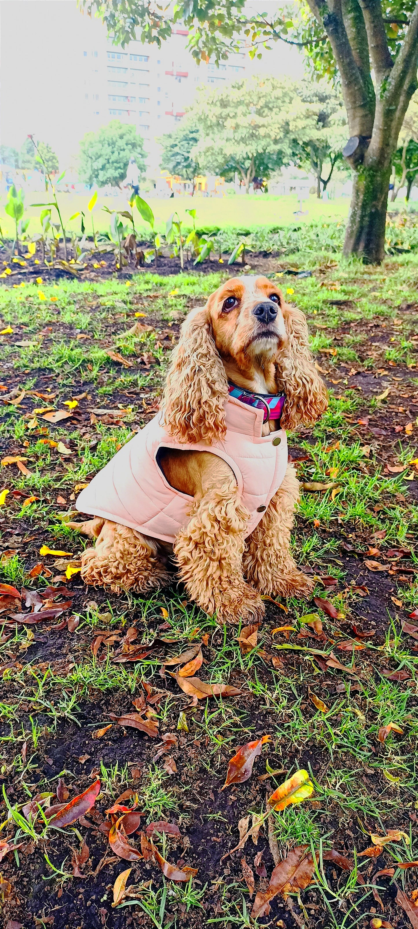 Chaleco Unicolor Mascota palo rosa